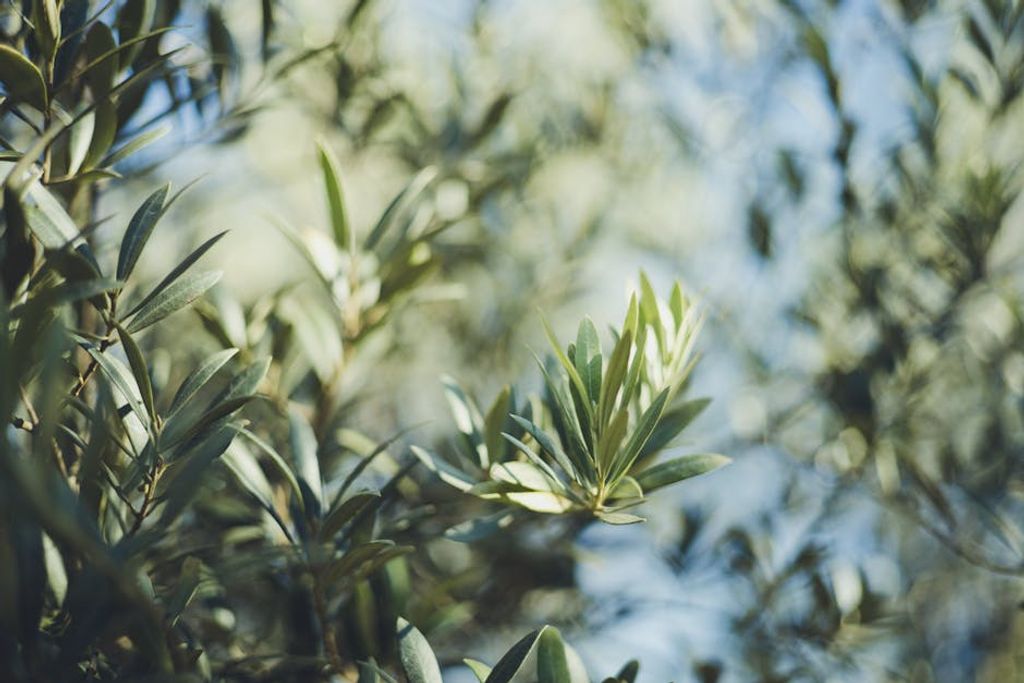 Olive tree pruning